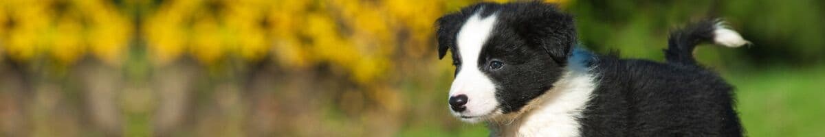 Border Collie iFokus