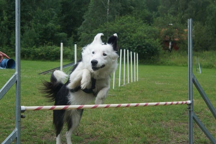 Agility (Del 1)